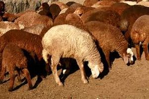 گوشت قرمز گران شد / مصرف گوشت سفید دوبرابر استاندارد جهانی است