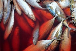 بهره برداری از بازارچه ماهی شهرستان سیریک 