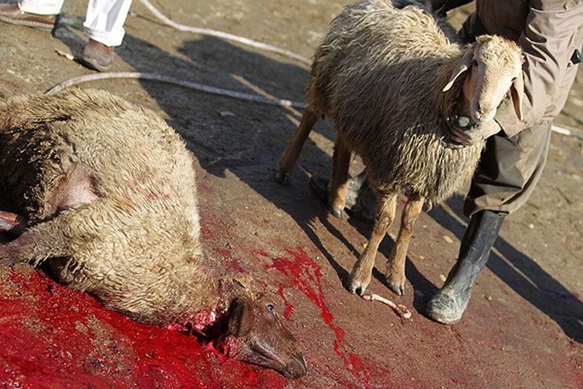 کشتار غیرمجاز دام 