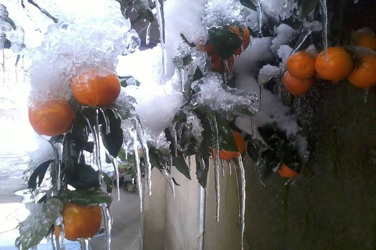 باغداران