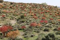 بهره گیری از ظرفیت جوامع محلی در احیا منابع طبیعی