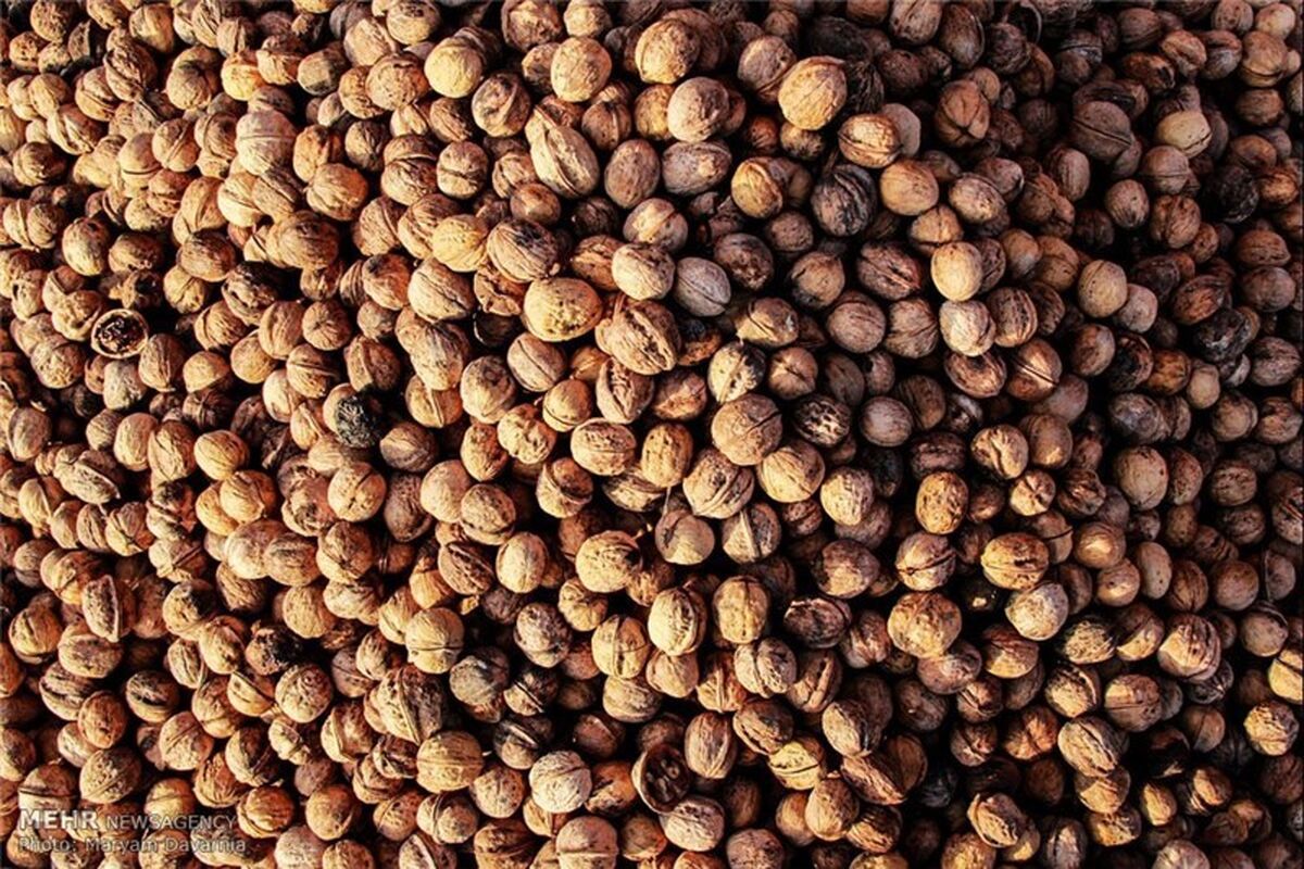 قاچاق گردو