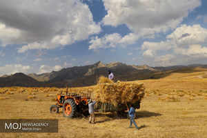 تولید گندم در شیراز نسبت به سال گذشته ۱۶ درصد افزایش یافته است 