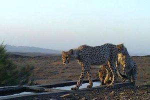 شگفتانه هم‌نشینی یوز و گورخر در در پارک ملی توران! + فیلم