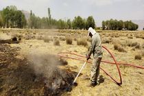 آتش‌سوزی عمقی در تالاب گندمان پیش از گسترش مهار شد