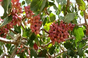 استان یزد ۵۵ هزار هکتار باغ بارور در پسته دارد