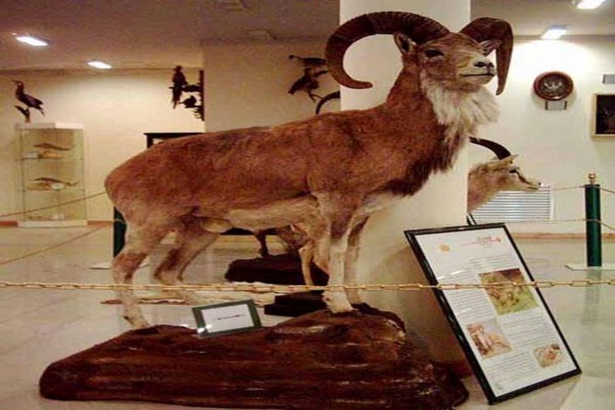 موزه تنوع زیستی