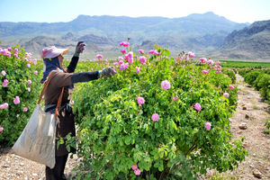  گل محمدی فارس؛ با برندسازی مناسب وارد بازار جهانی شود
