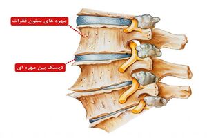 داربست ژلاتینی بین ستون فقرات ساخته شد