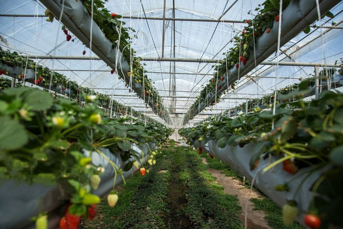  طرح کشاورزی