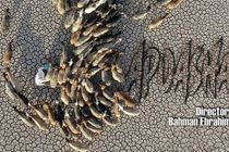 مستند «اپوش» در بیست و نهمین جشنواره بین‌المللی تلویزیون محیط زیستی روسیه حضور یافت