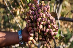 عامل بهبود وضعیت اقتصادی و اجتماعی پسته کاران مه ولاتی، طلای سبز است