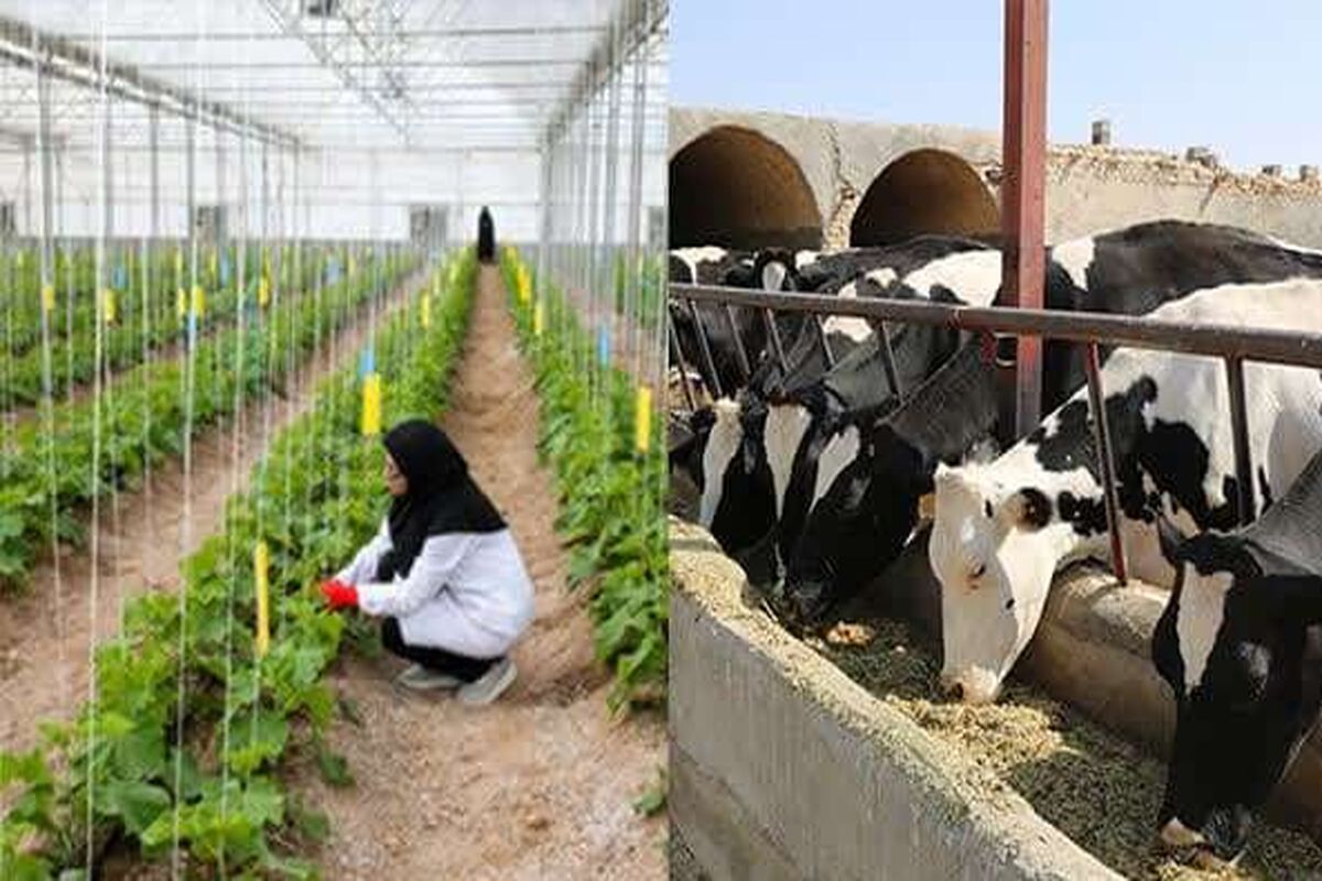 اشتغال مددجویان
