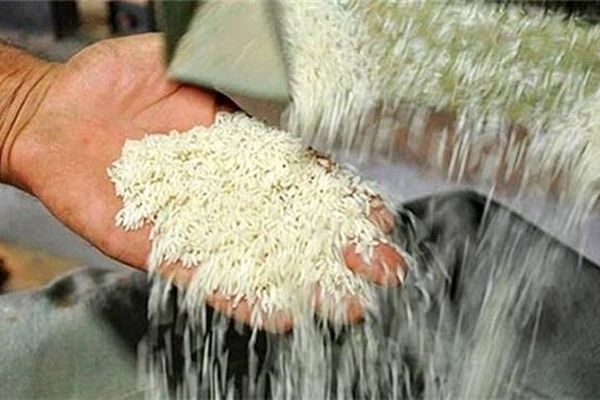 با متخلفان بازار برنج مازندران برخورد جدی می شود