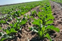 واگذاری حدود ۹۰ هزار هکتار اراضی برای طرح‌های مختلف در هرمزگان