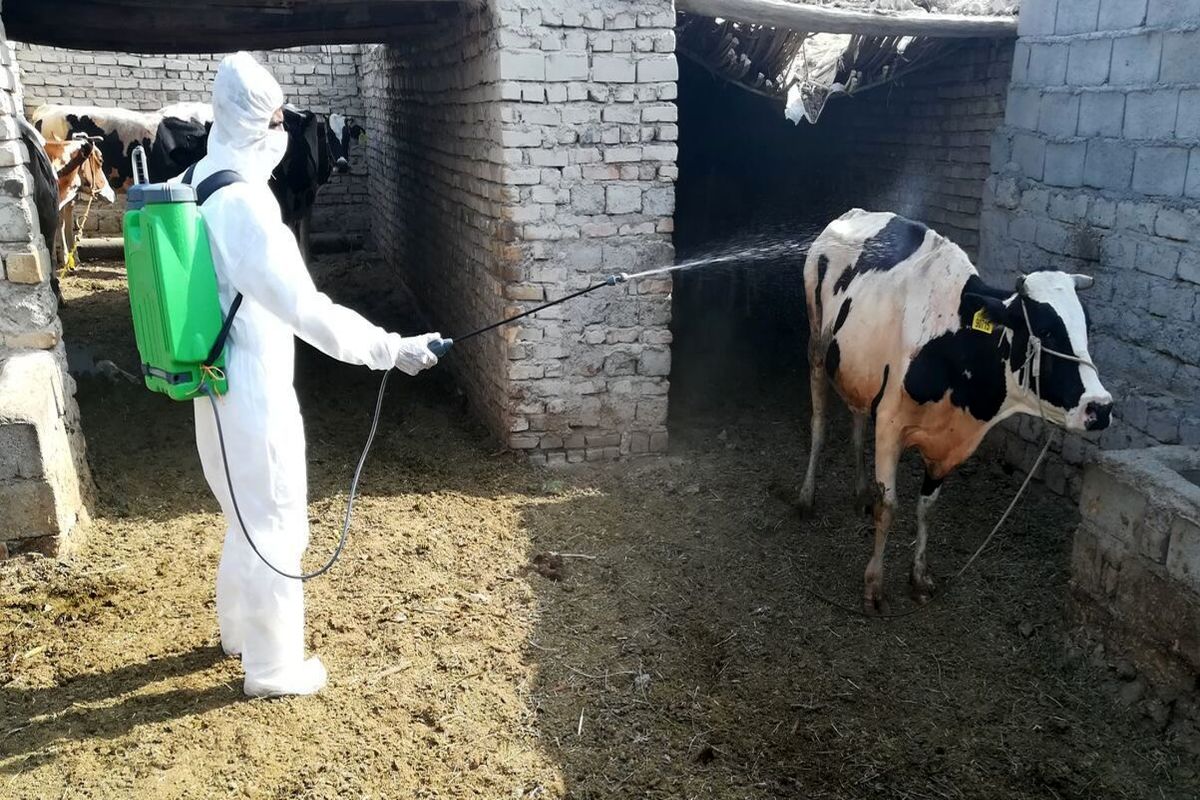 بیماری قابل انتقال دام به انسان 