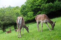 رهاسازی مارال‌های ارسباران پس از ۳۰ سال مراقبت