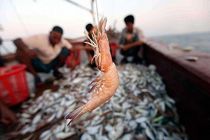 آغاز صید میگو در آب‌های هرمزگان