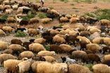 بیماری‌های دامی در مازندران ۲۸ درصد کاهش یافت