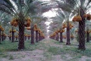 پوشش 120 هکتاری آبیاری کم فشار زمین های کشاورزی خرمشهر 