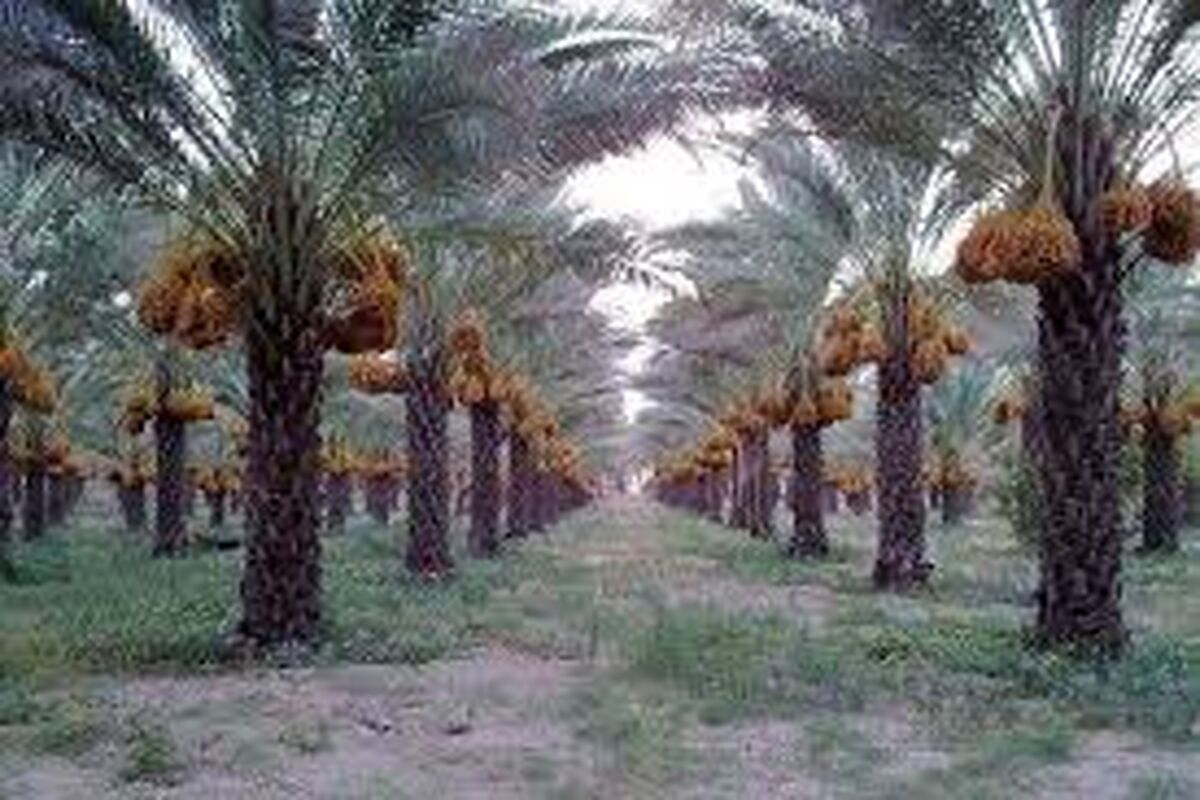 نخلستان