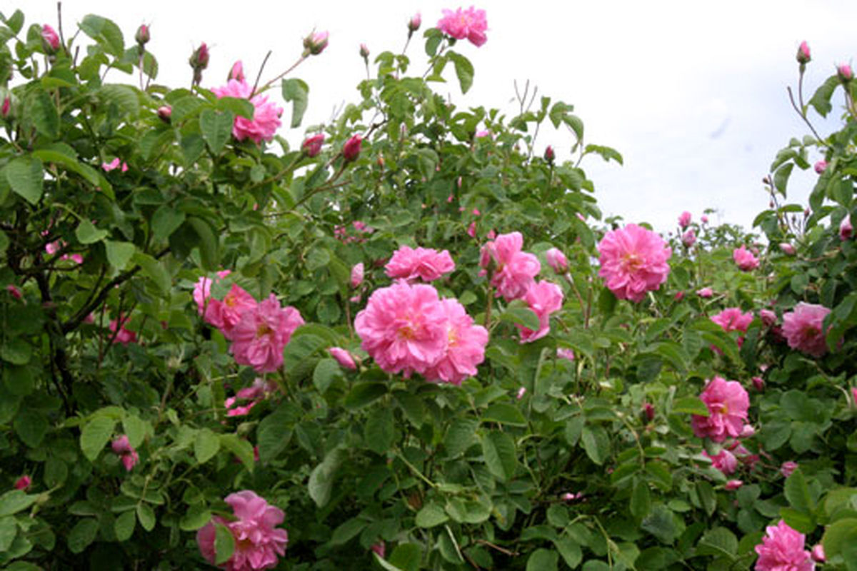 اصفهان- گل محمدی