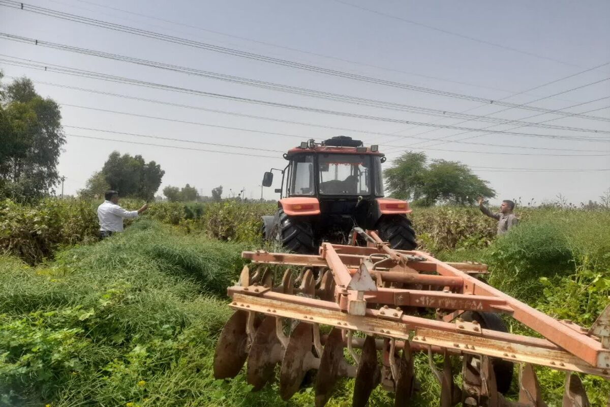 کشت غیرمجاز