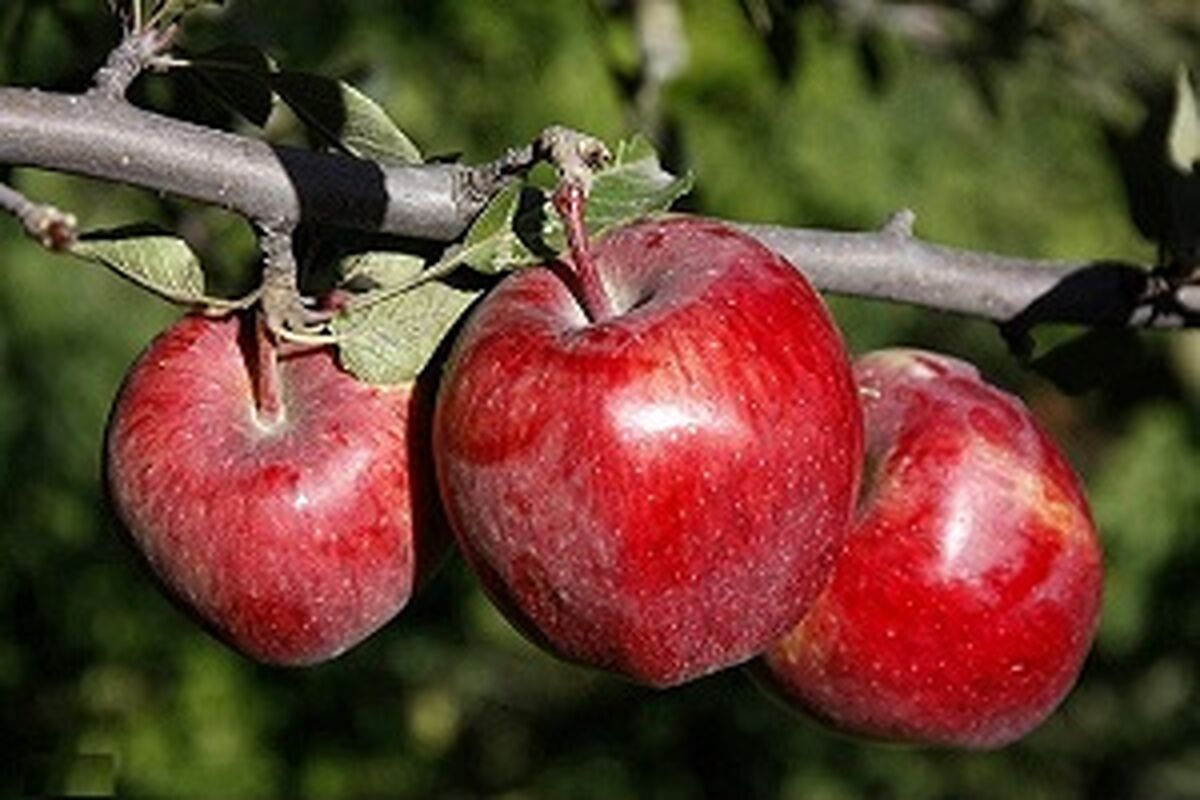 باغات کرمانشاه در حال برداشت سیب هستند