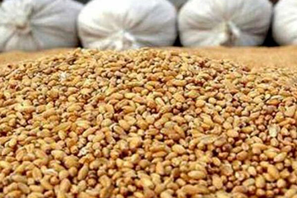 واردات نهاده‌های دامی و مواد اولیه خوراک دام در کشور رشد کرد
