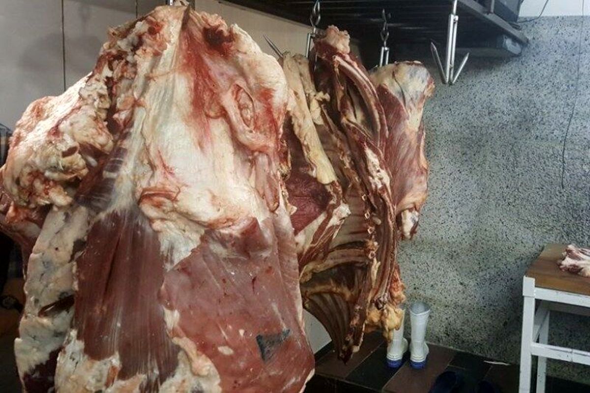 عکس خبردامپزشکی