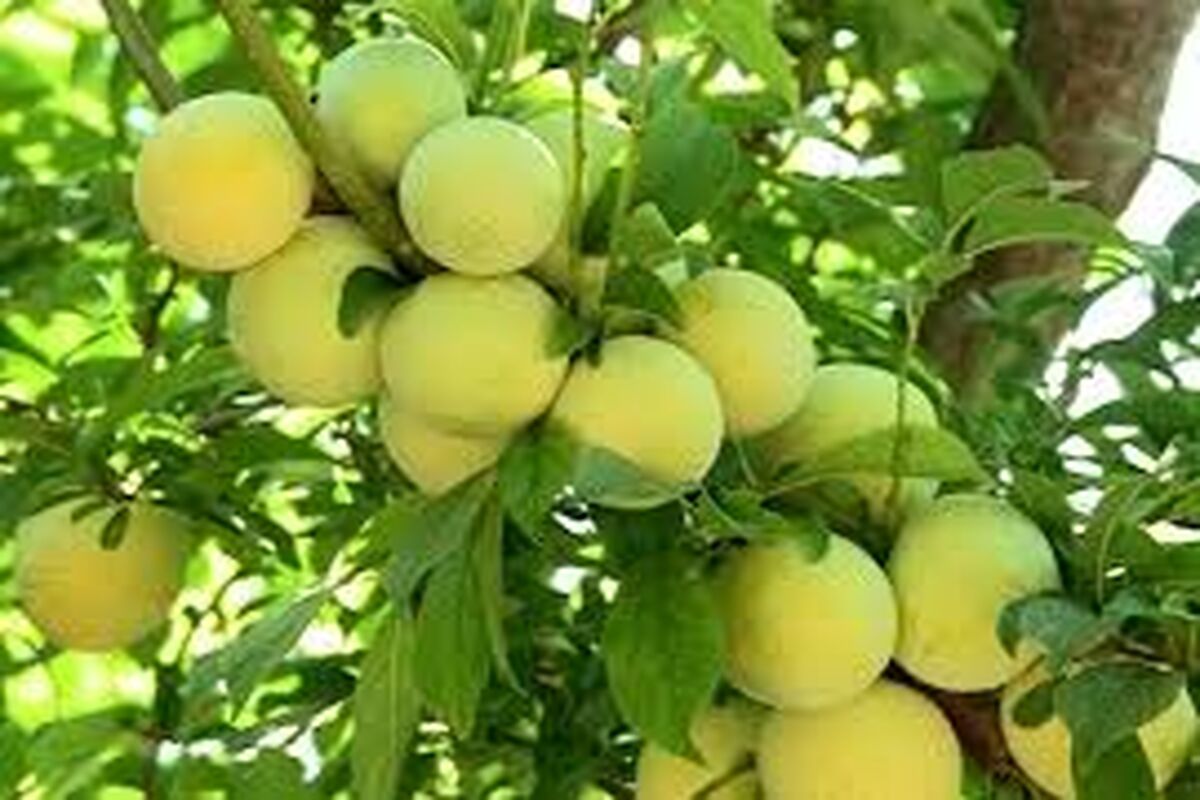 برداشت آلو
