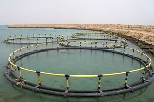 کارگروه شیلات در هرمزگان فعال شود/ضرورت حمایت از بخش خصوصی در فعالیت‌های شیلاتی 