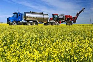 برداشت بیش از هزار و ۱۰۰ تن دانه روغنی کلزا از مزارع شهرستان مشهد 