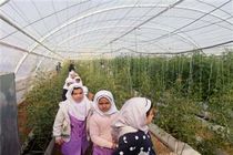 دانش آموزان یزدی از گلخانه مدرن دانشگاه یزد بازدید کردند