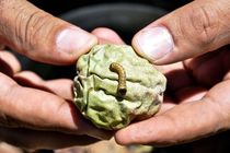 مبارزه با آفت «کرم خراط» در باغ‌های شهرستان بهار آغاز شد