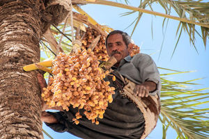 رطب آل مهتری به بازار آمد