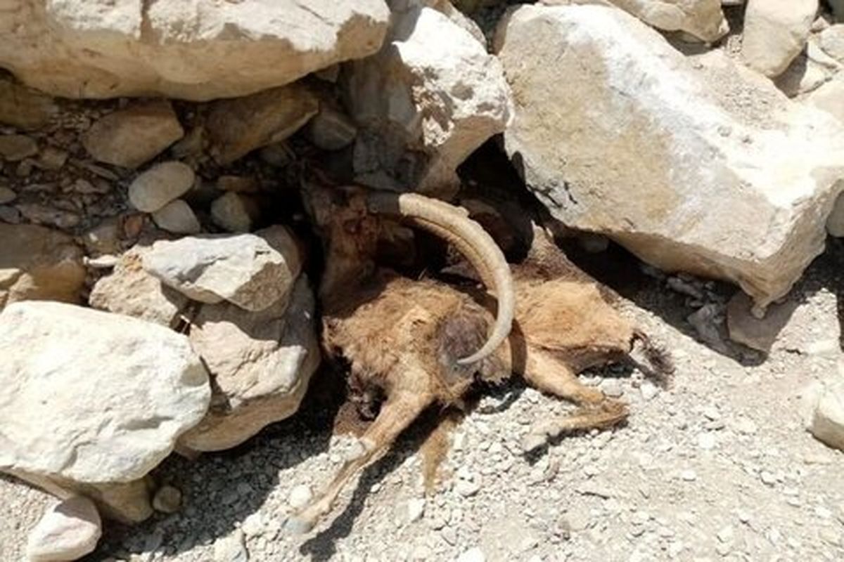  طاعون نشخوارکنندگان