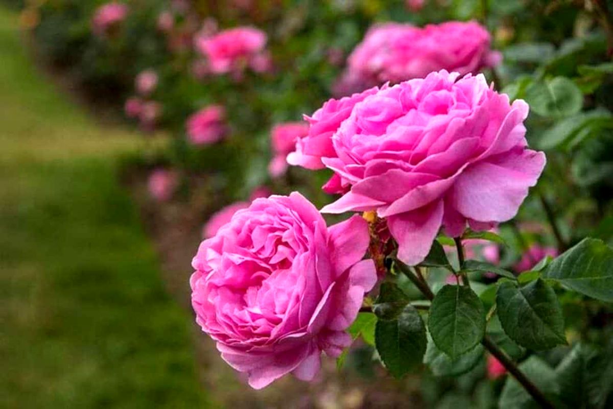 گل محمدی