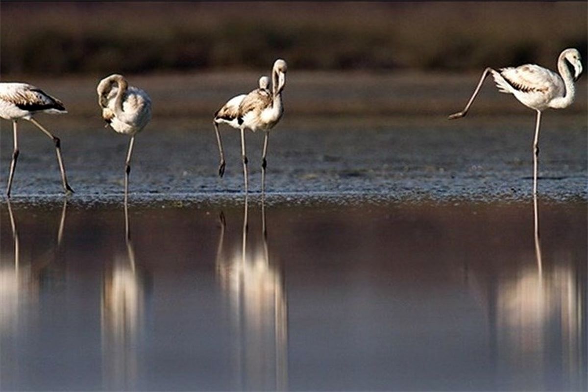 پروژه‎های مطالعاتی در تالاب‎های بین‎المللی استان گلستان