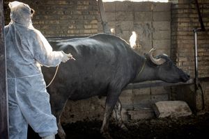 بیش از 46 هزار مورد پایش و مراقبت بیماری‌های دامی در خوزستان انجام شد