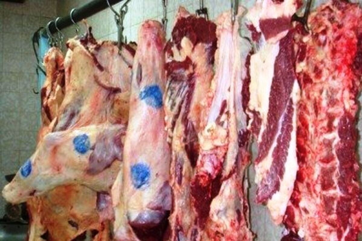 توزیع گوشت گرم گوسفندی 