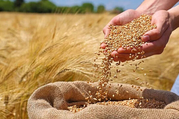قیمت جهانی گندم افزایش یافت