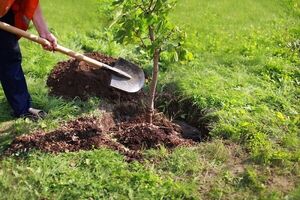 کاشت ۱۱۰ هزار اصله درخت در کلانشهر اصفهان