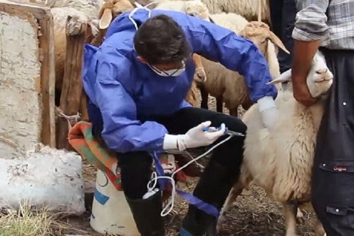 دامپزشکی 