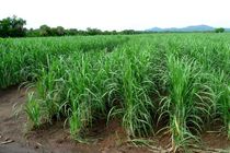 ایران مناقصه خرید ۶۰ هزار تن نیشکر خام را اعلام کرد