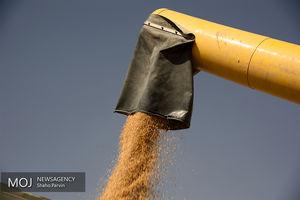 خرید تضمینی گندم از مرز 6 میلیون تن گذشت