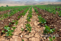 آغاز عملیات کاشت انواع لوبیا در شهرستان اردل