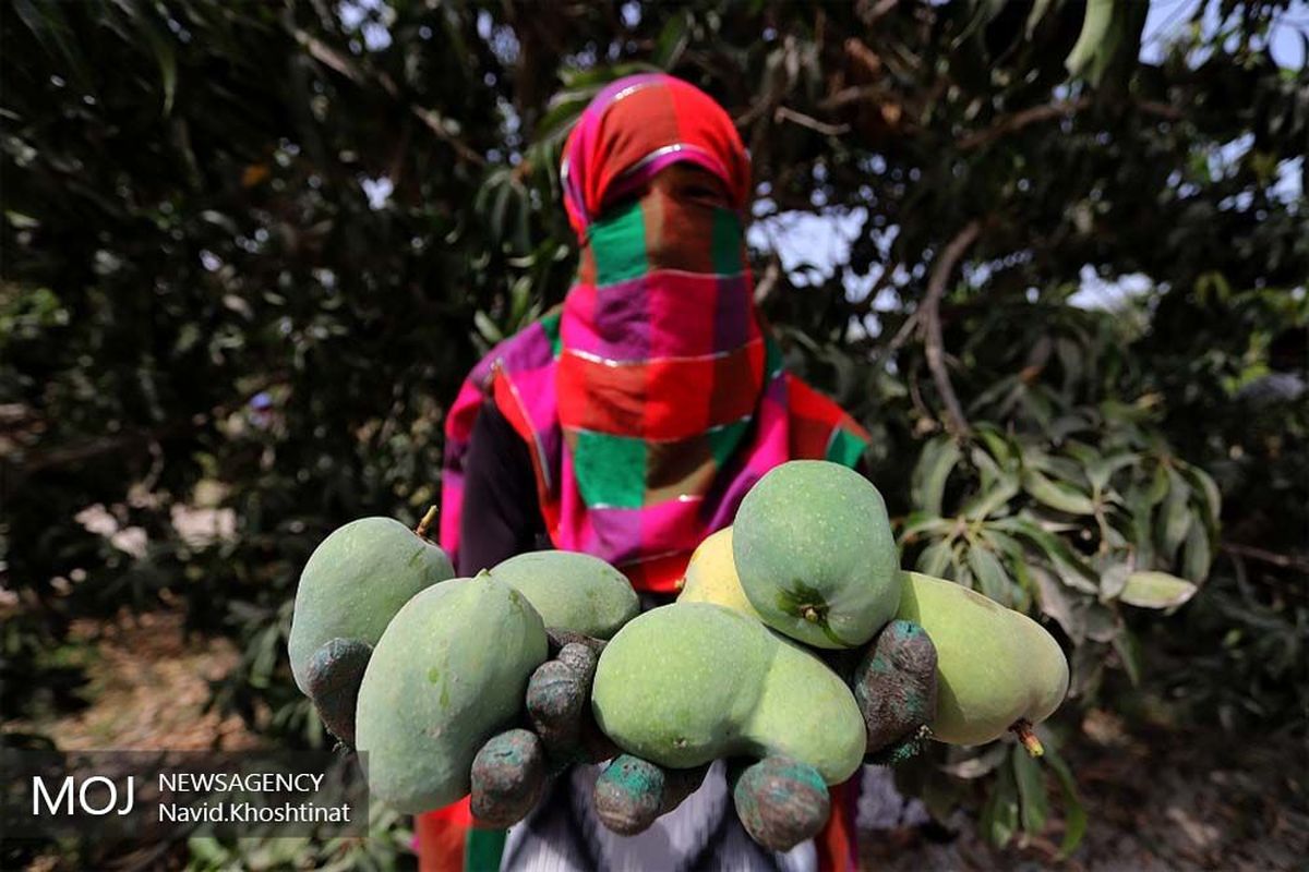 آغاز+برداشت+انبه+در+میناب