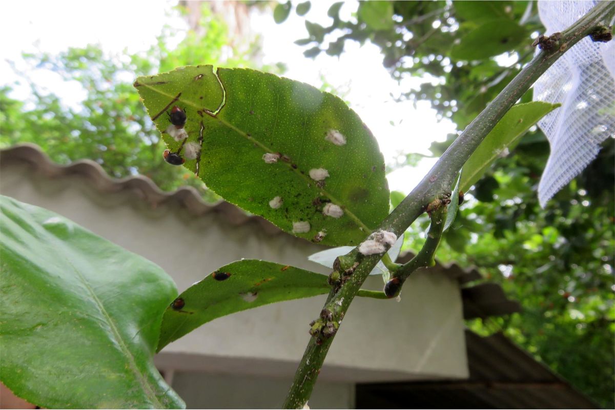 سوسک کریپتا