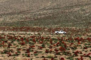 نخستین جشنواره فرهنگی و هنری گیاه ریواس در مهریز برگزار شد
